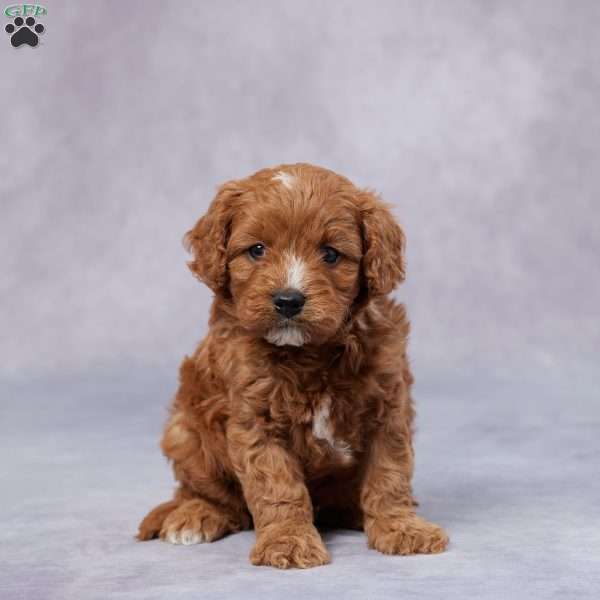 Jasper, Cavapoo Puppy